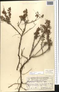 Курчавка шиповатая L., Средняя Азия и Казахстан, Прикаспийский Устюрт и Северное Приаралье (M8) (Казахстан)