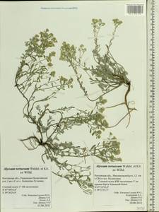 Odontarrhena tortuosa subsp. tortuosa, Восточная Европа, Ростовская область (E12a) (Россия)