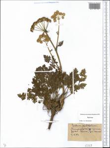 Apiaceae, Сибирь, Чукотка и Камчатка (S7) (Россия)