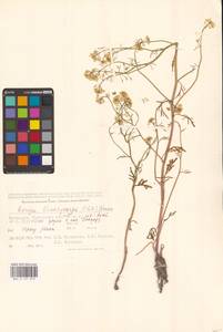 Жерушник короткоплодный (C.A.Mey.) Hayek, Средняя Азия и Казахстан, Прикаспийский Устюрт и Северное Приаралье (M8) (Казахстан)