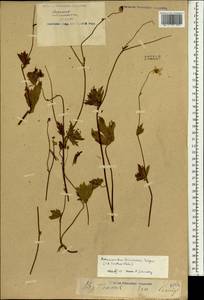 Ranunculus distans Wall. ex Royle, Зарубежная Азия (ASIA) (КНР)
