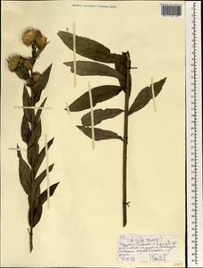 Asteraceae, Африка (AFR) (Эфиопия)