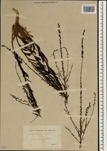 Anarrhinum forskaohlii subsp. forskaohlii, Зарубежная Азия (ASIA) (Турция)