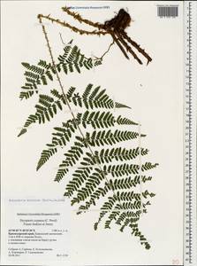 Dryopteris dilatata subsp. dilatata, Кавказ, Краснодарский край и Адыгея (K1a) (Россия)