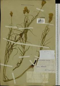 Gelasia ensifolia (M. Bieb.) Zaika, Sukhor. & N. Kilian, Сибирь, Западный (Казахстанский) Алтай (S2a) (Казахстан)