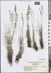 Овсяница скальная, Овсяница каменистая Heuff., Восточная Европа, Средневолжский район (E8) (Россия)