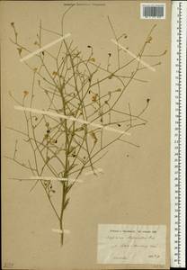 Consolida hohenackeri (Boiss.) Grossh., Зарубежная Азия (ASIA) (Иран)