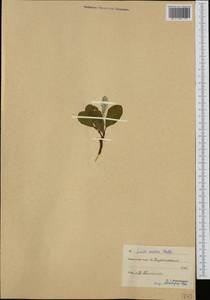 Ива арктическая Pall., Сибирь, Чукотка и Камчатка (S7) (Россия)