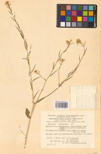 Rhamphospermum arvense (L.) Andrz. ex Besser, Восточная Европа, Центральный район (E4) (Россия)