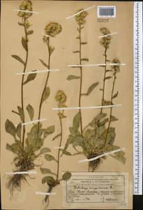 Золотарник обыкновенный, Золотая розга L., Средняя Азия и Казахстан, Западный Тянь-Шань и Каратау (M3) (Казахстан)