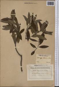 Quillaja brasiliensis (A. St. Hilaire & Tulasne) C. Martius, Америка (AMER) (Бразилия)