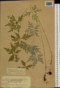 Борец вьющийся Pall., Сибирь, Дальний Восток (S6) (Россия)