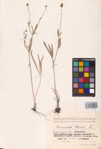 Лютик иллирийский L., Восточная Европа, Нижневолжский район (E9) (Россия)