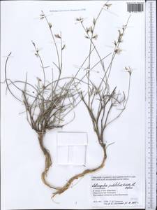 Astragalus podolobus Boiss. & Hohen., Средняя Азия и Казахстан, Копетдаг, Бадхыз, Малый и Большой Балхан (M1) (Туркмения)