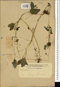 Недотрога обыкновенная L., Кавказ, Азербайджан (K6) (Азербайджан)