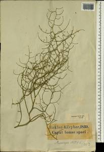 Спаржа, Африка (AFR) (ЮАР)