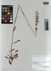 KUZ 004 024, Смолевка зеленоцветковая (Willd.) Ehrh., Сибирь, Алтай и Саяны (S2) (Россия)
