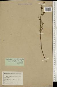 Tanacetum partheniifolium (Willd.) Sch. Bip., Кавказ, Абхазия (K4a) (Абхазия)