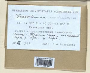 Fossombronia foveolata Lindb., Гербарий мохообразных, Мхи - Центральное Нечерноземье (B6) (Россия)