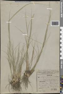 Ковыль сарепский A.K.Becker, Сибирь, Алтай и Саяны (S2) (Россия)