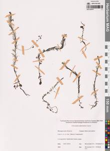 Пузырчатка средняя  Hayne, Сибирь, Чукотка и Камчатка (S7) (Россия)