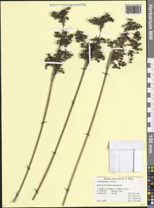 Ситник береговой C.A.Mey., Кавказ, Азербайджан (K6) (Азербайджан)