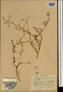 Lycium depressum subsp. depressum, Зарубежная Азия (ASIA) (КНР)