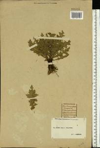 Cirsium acaule (L.) Scop., Восточная Европа, Центральный лесостепной район (E6) (Россия)