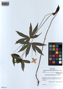 Anemonastrum dichotomum (L.) Mosyakin, Сибирь, Алтай и Саяны (S2) (Россия)