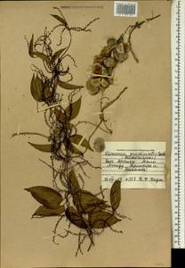 Dioscorea praehensilis Benth., Африка (AFR) (Мали)