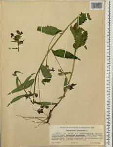 Мытник перевернутый L., Сибирь, Дальний Восток (S6) (Россия)