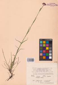 Гвоздика Андржейовского Zapal., Восточная Европа, Центральный лесостепной район (E6) (Россия)