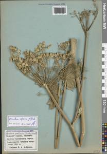 Борщевик жесткий (Hoffm.) M.Bieb., Кавказ, Ставропольский край, Карачаево-Черкесия, Кабардино-Балкария (K1b) (Россия)