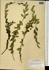 Cotoneaster franchetii Boiss., Зарубежная Азия (ASIA) (КНР)