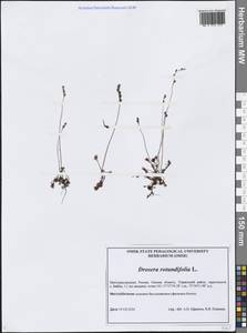 Росянка круглолистная L., Сибирь, Западная Сибирь (S1) (Россия)