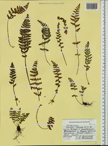 Вудсия эльбская (L.) R.Br., Сибирь, Дальний Восток (S6) (Россия)