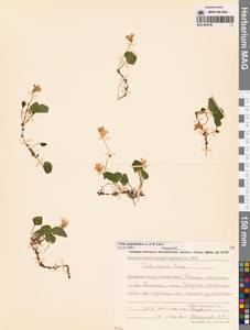 Viola epipsila subsp. repens (Turcz.) W.Becker, Сибирь, Чукотка и Камчатка (S7) (Россия)