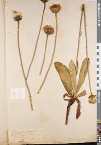 Trommsdorffia maculata subsp. maculata, Восточная Европа, Центральный район (E4) (Россия)