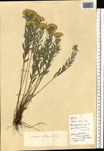 Солонечник мохнатый, Грудница мохнатая (L.) Rchb. fil., Восточная Европа, Южно-Украинский район (E12) (Украина)