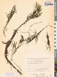 Рдест сибирский A.Benn., Сибирь, Якутия (S5) (Россия)