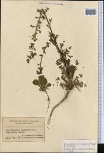 Scrophularia vvedenskyi Bondarenko & Filat., Средняя Азия и Казахстан, Сырдарьинские пустыни и Кызылкумы (M7) (Казахстан)