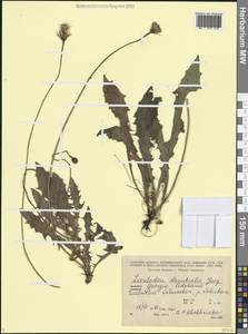 Leontodon hispidus subsp. danubialis (Jacq.) Simonk., Кавказ, Грузия (K4) (Грузия)