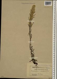 Сушеница лесная (L.) Sch. Bip. & F. W. Schultz, Кавказ (без точных местонахождений) (K0)
