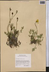 Oreomecon radicatum subsp. radicatum, Америка (AMER) (Гренландия)