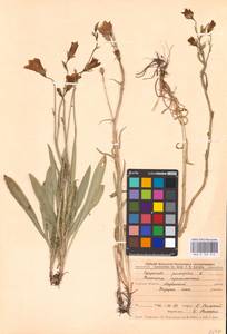 Колокольчик персиколистный L., Восточная Европа, Центральный лесостепной район (E6) (Россия)