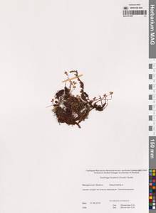 Камнеломка Фэнстона (Small) Hultén, Сибирь, Чукотка и Камчатка (S7) (Россия)