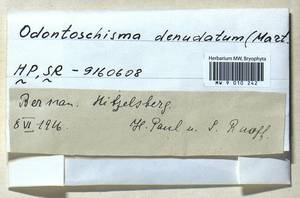 Odontoschisma denudatum (Mart.) Dumort., Гербарий мохообразных, Мхи - Западная Европа (BEu) (Германия)