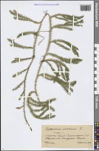 Spinulum annotinum subsp. annotinum, Восточная Европа, Московская область и Москва (E4a) (Россия)