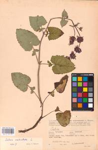 MHA 0 156 491, Шалфей мутовчатый L., Восточная Европа, Центральный район (E4) (Россия)