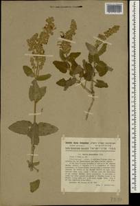 Salvia dominica L., Зарубежная Азия (ASIA) (Израиль)